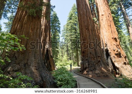 Man standing looking at giant big Red Wood tree in Calaveras big trees state national park in California, US