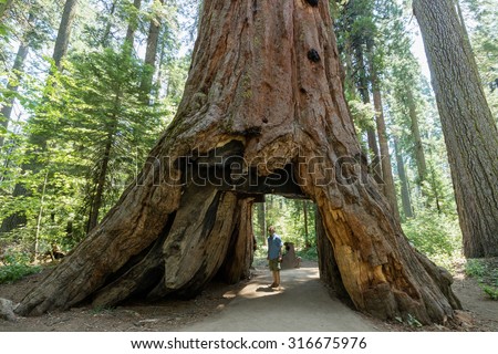 Man standing looking at giant big Red Wood tree in Calaveras big trees state national park in California, US