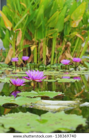 Purple Lotus - purple flowers.