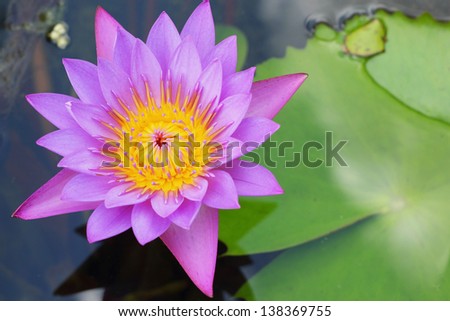 Purple Lotus - purple flowers.