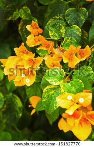 Bugainvillea flowers -Orange flowers