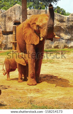 Elephant. Mother with Baby Elephants Walking Outdoors.