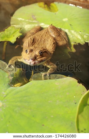 Frog in a pond with nature.
