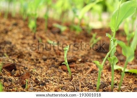 Plants on soil with natural