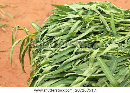 Water spinach in the market