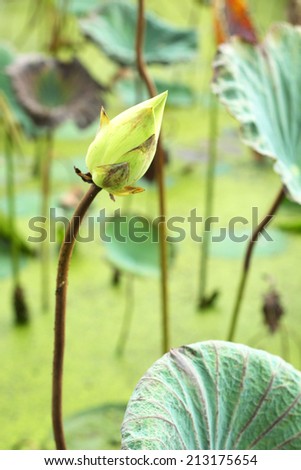 Lotus flower - while flower in the nature