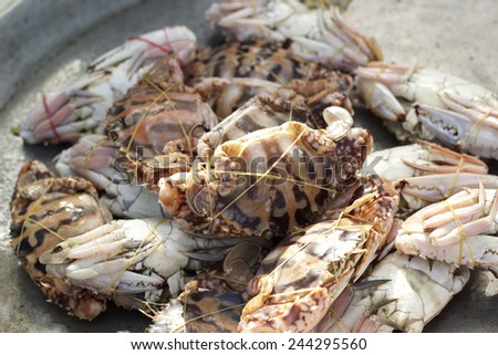 fresh crab in the market