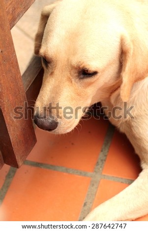 Close Up Young White Golden Labrador Retriever Dog