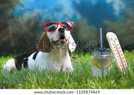 Happy dog lying on grass and feels warm in summer with lemonade and sunglasses, thermometer