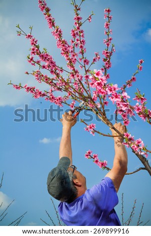 Gardener pruning peach tree branches with pruning saw