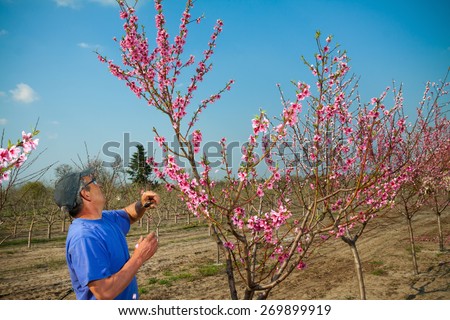 Gardener pruning peach tree branches with pruning saw