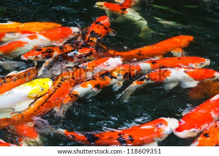 the group of koi carp fish swimming in the pond