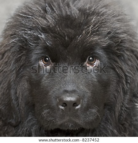 Newfoundland dog puppy 4 months age