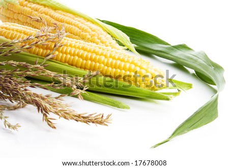 Corn isolated on the white