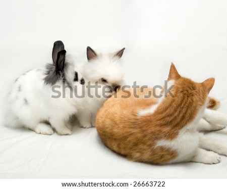 Two funny rabbits and cat