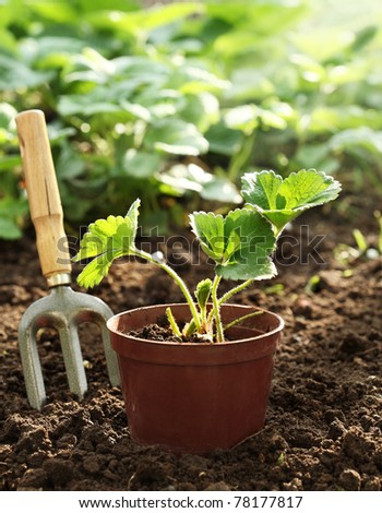 Strawberry plant in pot Strawberry plant in pot
