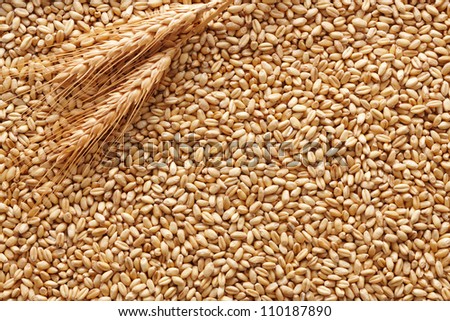 wheat ears on wheat kernels as background