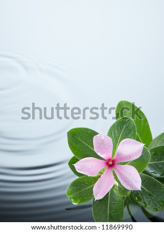 flower and water ripple on rainy day