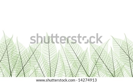leaf stem texture for background, graphic shot