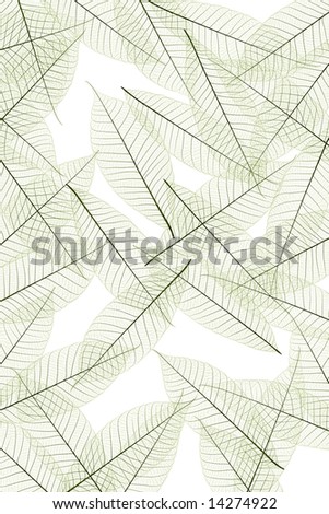 leaf stem form texture background, graphic shot