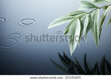 green plant and ripples in the water