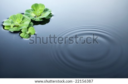 plants and dewdrops on water with ripples