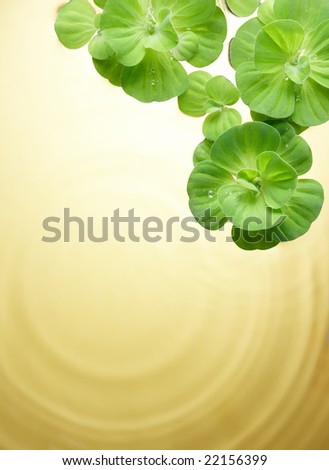 green plant floating on water with ripples
