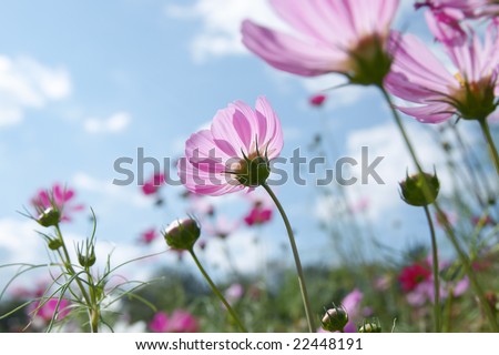 pink wild flower on a sunny day