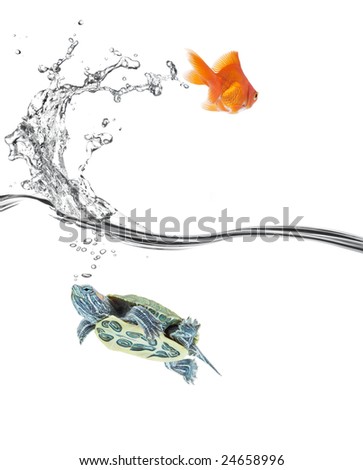 goldfish jumping away while turtle still stay