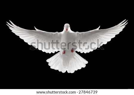stock-photo-front-profile-of-a-flying-white-dove-isolated-27846739.jpg