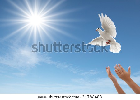 stock photo pair of hands releasing a white dove