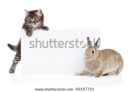 cat and rabbit with blank white cardboard