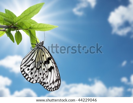butterfly hanging on plant against blue sky
