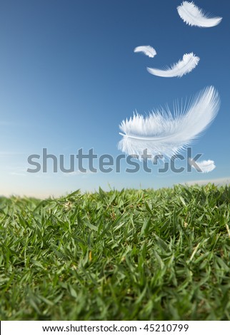 white feathers falling down on green grass