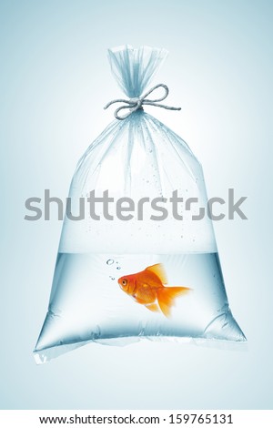 goldfish in plastic bag, tied with rope