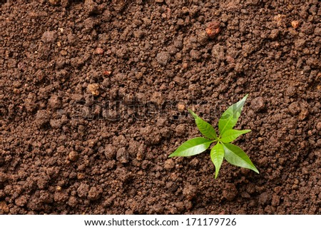 small plant grows on soil with copy space