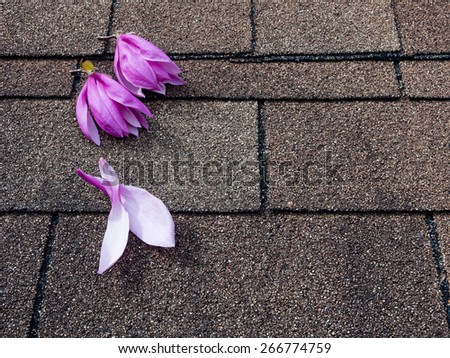 Pink and purple magnolia flowers on asphalt shingles roof