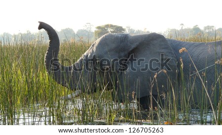 Elephant crossing a river in Pom-Pom Island, Okavango delta, Botswana, Africa.