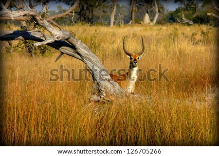 Impala hiding behind a dead tree in Pom-Pom Island, Okavango Delta, Botswana, Africa.