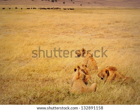 A group of lions seeking for some buffalos, Ngorongoro crater, Tanzania.