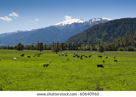 New Zealand Farm
