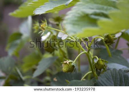 white strawberry flower with small green fruits