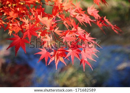 Japanese maple tree leaves ( momiji ) background