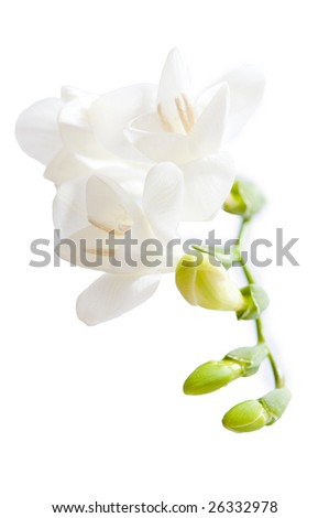 stock photo Bright light white fresia isolated against background