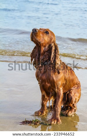 Wet spaniel cocker sitting on hind legs on a beach and looking up attentively