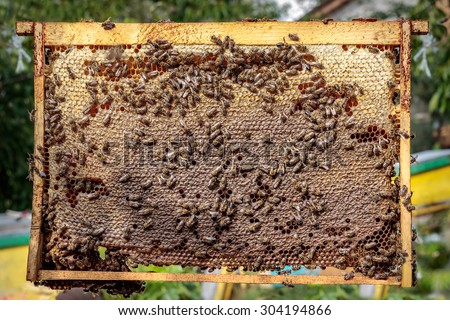 Healthy honey bee frame covered with bees and capped honey cells