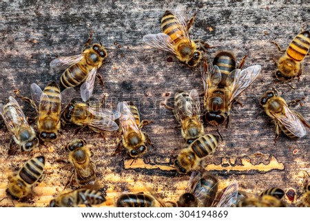 Honey bee drone trying to enter the hive on a landing board