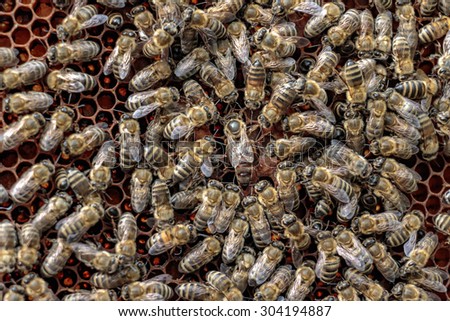 Healthy honey bee frame covered with bees surrounding the queen bee