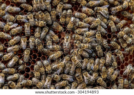 Healthy honey bee frame covered with bees surrounding the queen bee