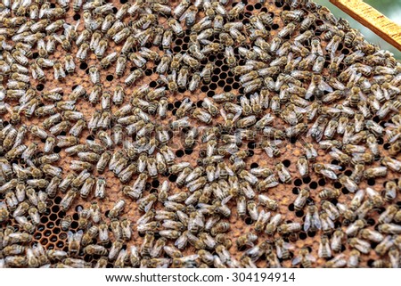 Healthy honey bee frame covered with bees and capped larvae cells